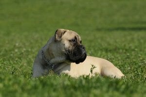 bullmastiff 2062811 960 720 min