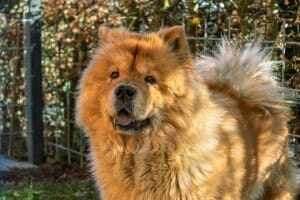 chow chow 4967027 960 720 min