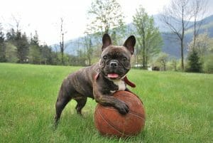 french bulldog 2365684 960 720 min