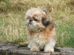 shih tzu 64200 960 720 min