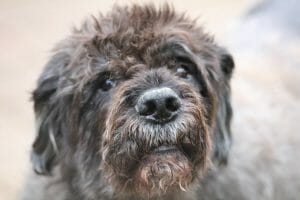 bouvier des flandres 5025345 960 720 min