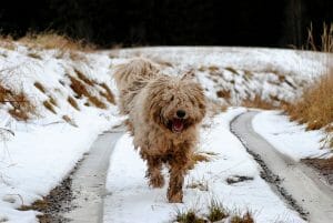 komondor 3803046 960 720 min