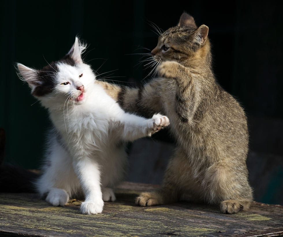 How do you get your cats to stop fighting