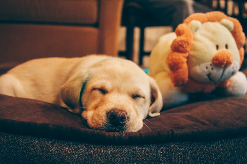 Dog Crate Training