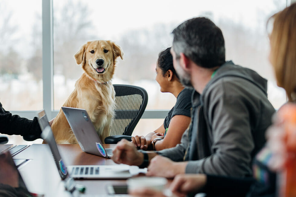 Take dog to work day