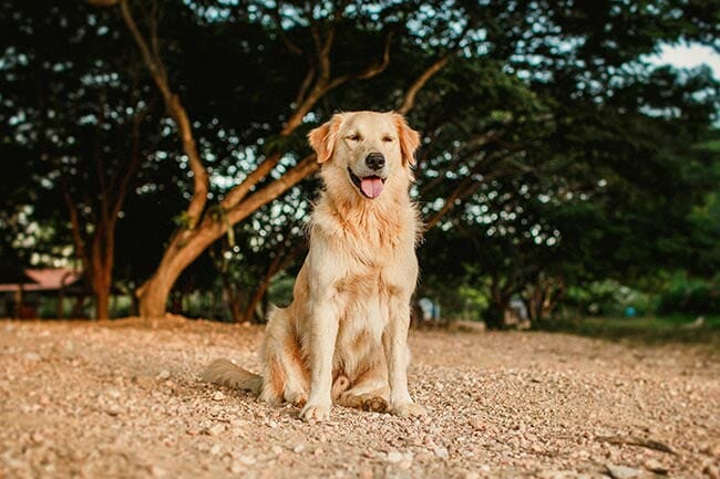 Golden Retriever - Helena Lopes