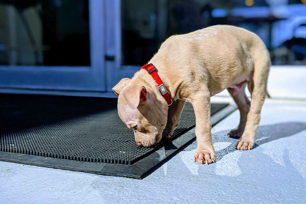 home appliances dogs