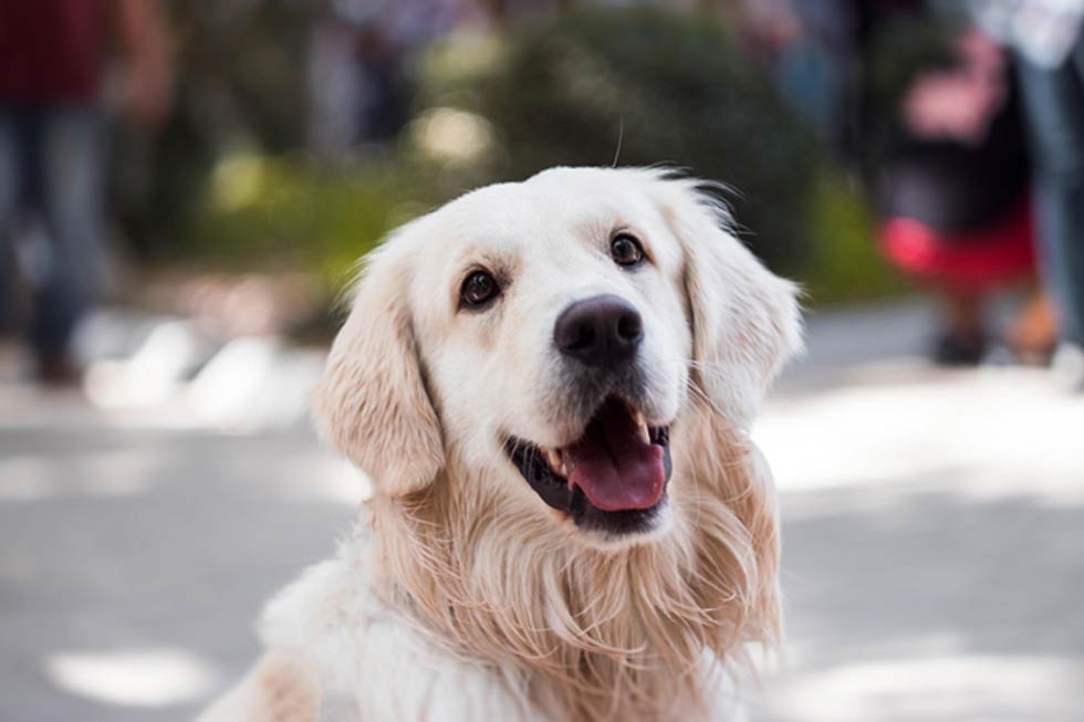 Feeding golden retriever