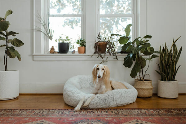 dog bedroom