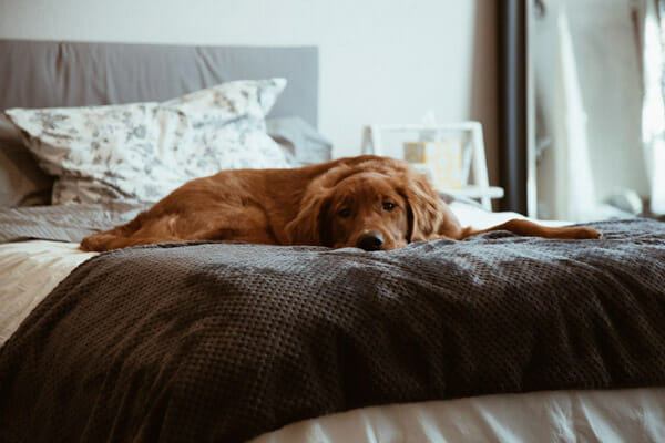 dog bedroom2