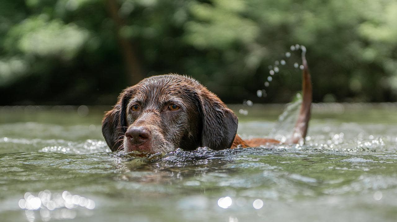 Best Swimming Dog Breeds