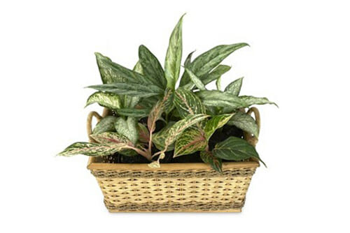 Dieffenbachia dangerous for pets