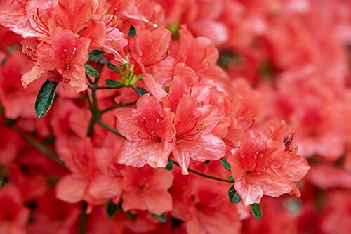 Azalea dangerous for pets