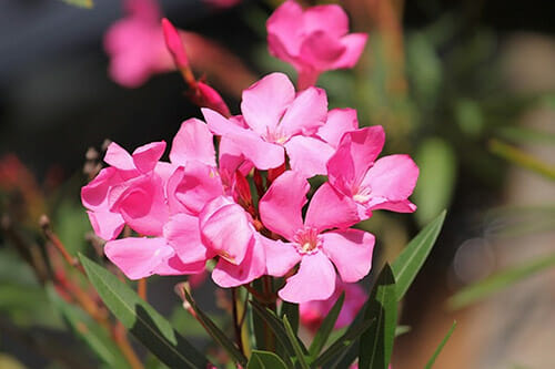 Oleander dangerous for pets