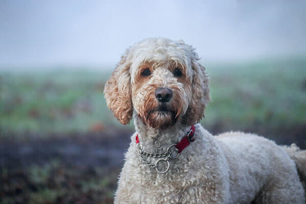 sheepadoodle