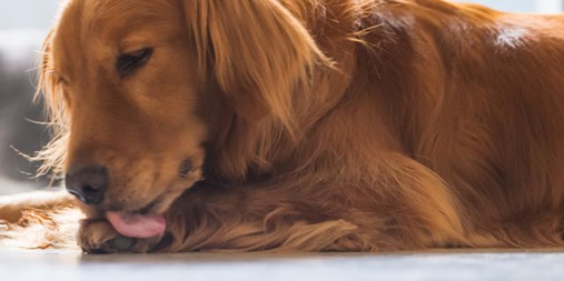 Cleaning paws dog trick