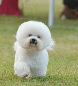 bichon 6659330 960 720 min