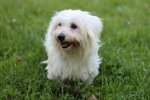 coton de tulear 5763796 960 720 min