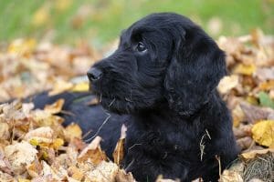 Labradoodle - non shedding dog breed