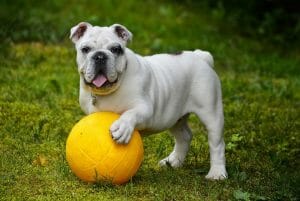 Hardest Dog Breeds To Train