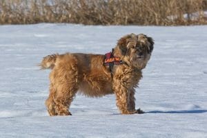 tibetan terrier is a good low shedding, medium sized dog breed