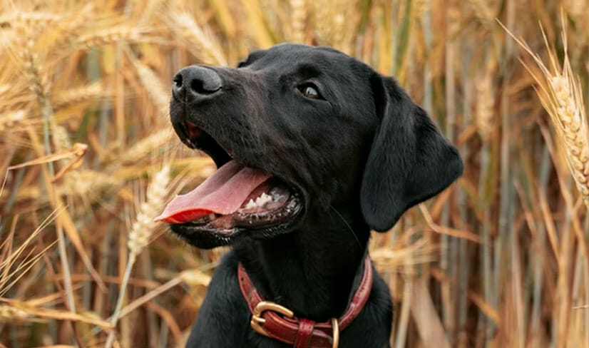 ALabrador Retriever Wheatfield