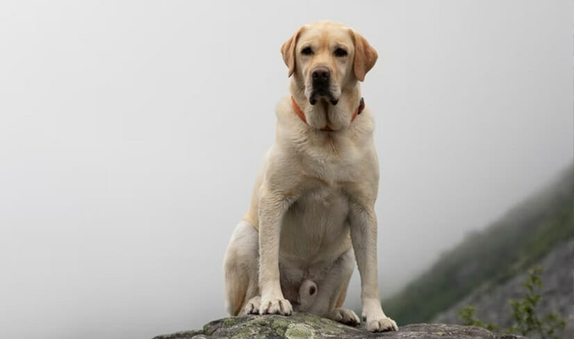 LabradorRetriever High