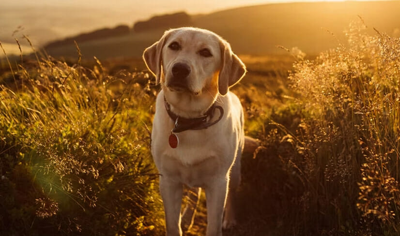 Labrador Standing In Field