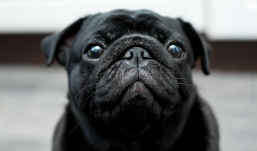 black-pug-on-white-floor