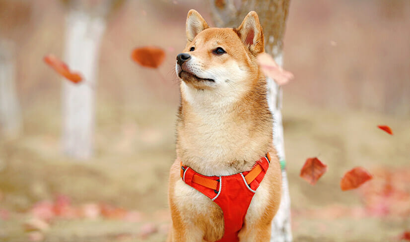 ShibaInu on leash standing on the road with autumn leaves