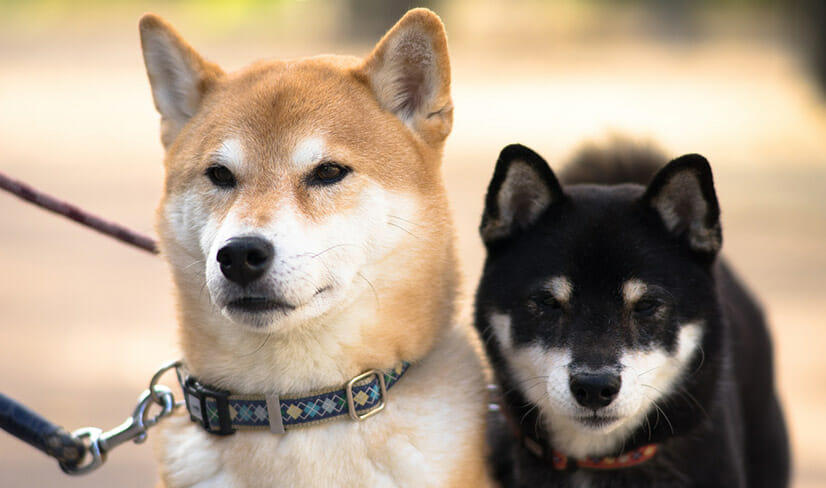 close up of cute black and tan Shiba Inu