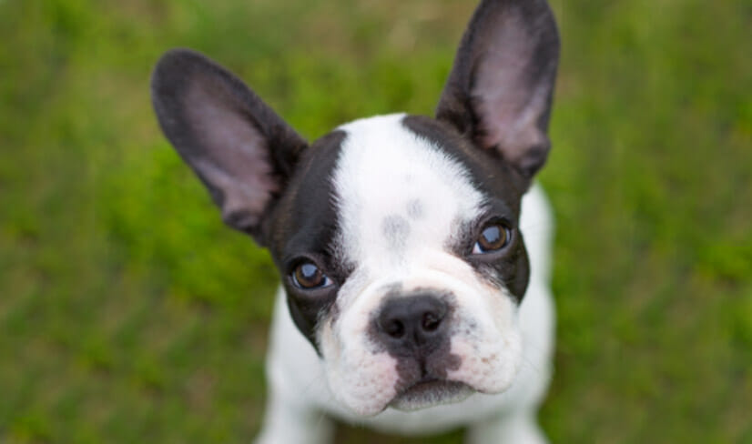 french-bulldog-origin-and-facts