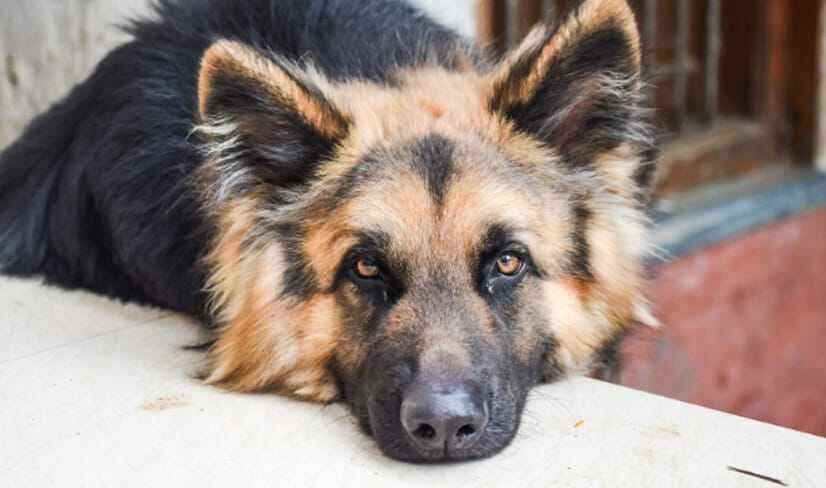 German-shepherd-coat-varieties