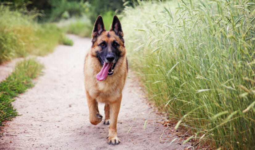 german-shepherd-walking-outdoors