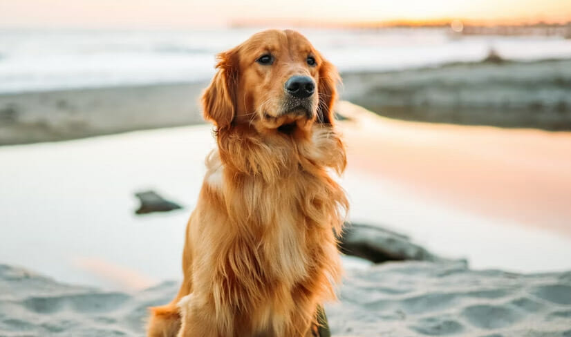 Golden_Retriever_On_Beach