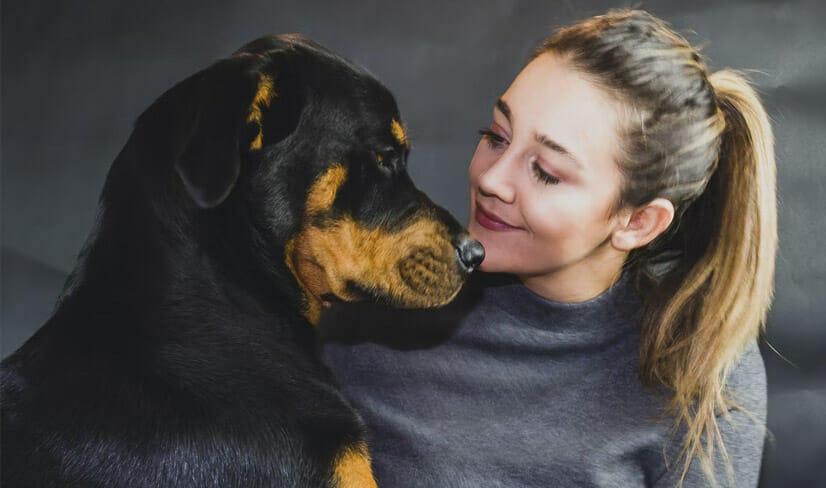 rottweiler-being-friendly-to-owner