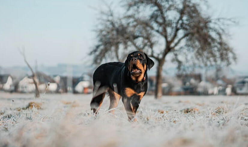 rottweilerBeautiful-walking-in-field