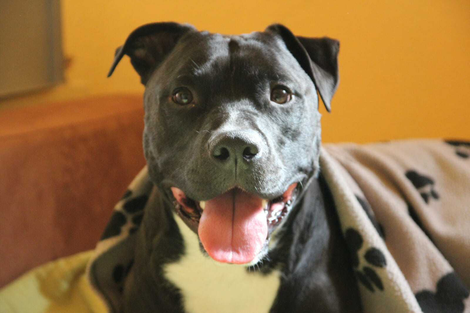 American Staffordshire Terrier close up