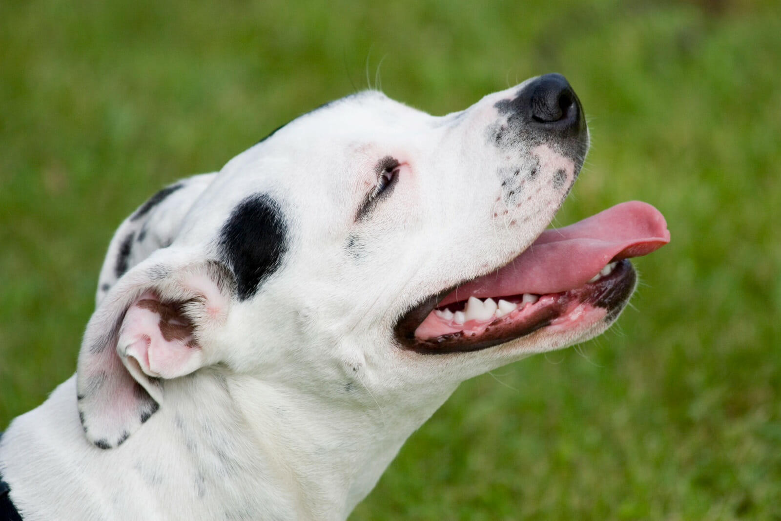 American Staffy outside