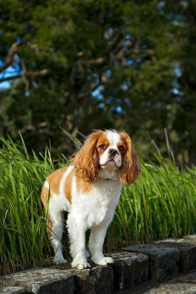 Cavalier King Charles Spaniel Dog Breed