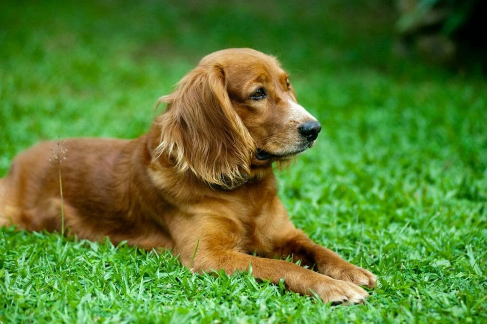 Cocker Spaniel lying down on the grass