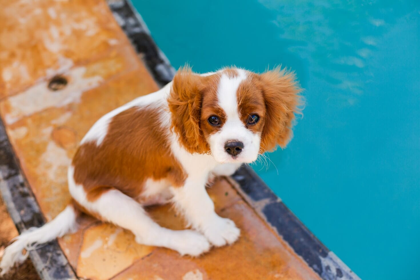 Cocker Spaniel puppy sitting on owners legs