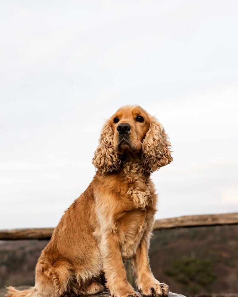 Cocker Spaniel sitting outside 