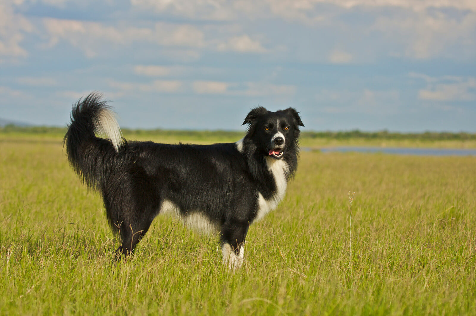 adopt a Border Collie