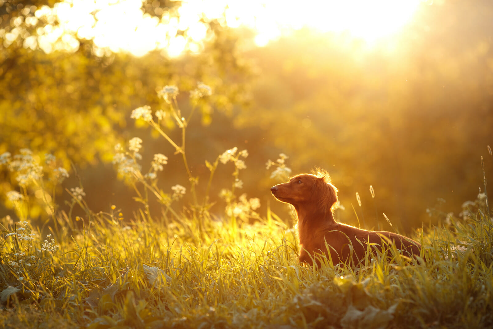 Daschund in a field